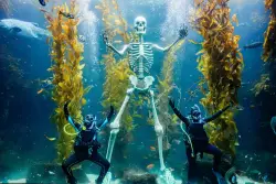 Halloween coastal happenings for pets, fish, and zombies