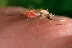 Swiss medicines authority issues first approval for antimalarial drug for treatment of infants